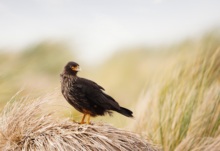 Close-up of Striated Caracara perched on a stack of dry grass, Falkland Islands.