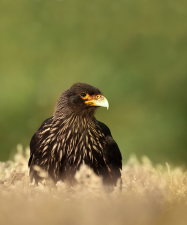 Close-up of Striated Caracara (Phalcoboenus australis) against green background, Falkland islands.の写真素材