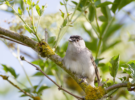 Close up of Eurasian blackcap (Sylvia atricapilla) perched on a tree branch, UK.の写真素材