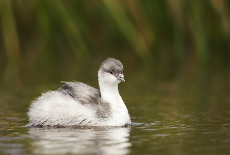 Close up of a Silvery Grebe (Podiceps occipitalis) chick swimming in a freshwater lake, Falklands.の写真素材