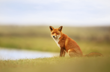 Close up of a Red fox sitting in grass by a pond.の写真素材