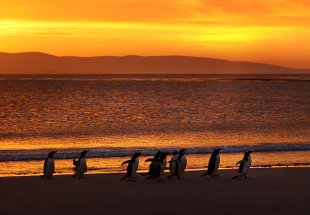 A group of gentoo penguins on a sandy beach at sunset, Falkland Islands.の写真素材