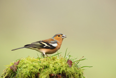 Close up of a male Common Chaffinch (Fringilla coelebs) perched on a mossy tree trunk, UK.の写真素材
