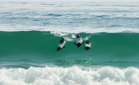 Commerson's dolphins diving in blue water, Falkland Islands.の写真素材