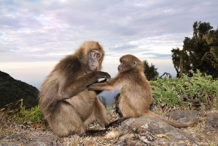 Close up of a mother Gelada monkey grooming her baby, Simien mountains, Ethiopia.の写真素材