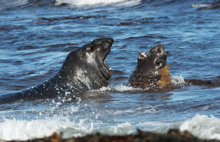 Close-up of Southern elephant seals fighting in water on the coasts of Falkland Islands.の写真素材
