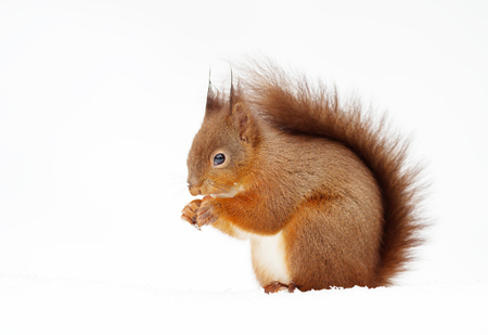 Close up of a red squirrel sitting in the snow in winter and eating a nut, England.の写真素材