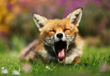Close up of a Red fox (Vulpes vulpes) yawning, summer in UK.の写真素材