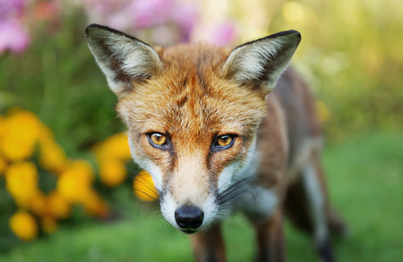 Close up of a Red fox (Vulpes vulpes) in the garden with flowers, UK.の写真素材