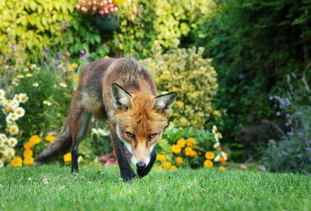 Red fox (Vulpes vulpes) in the garden with flowers in summer, UK.の写真素材