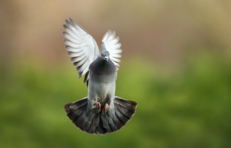 Close up of a Feral pigeon (Columba livia domestica) in flight.