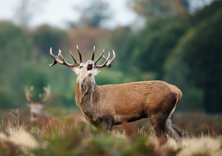 Close up of a red deer calling during rutting season in autumn, UK.の写真素材