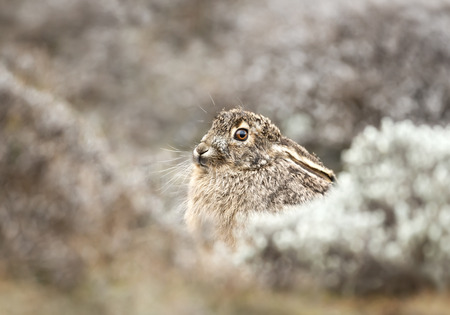 Close up of Ethiopian highland hare (Lepus starcki), Bale mountains.