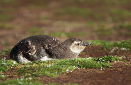 Close up of a molting juvenile Magellanic penguin lying on the ground, Falkland Islands.の写真素材