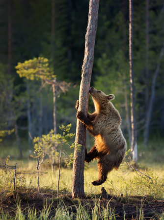 Close up of Eurasian brown bear climbing tree, summer in Finland.の写真素材