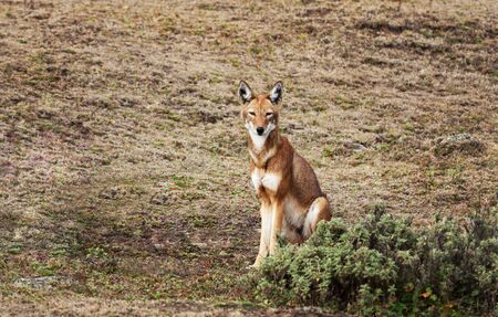 Close up of a rare and endangered Ethiopian wolf (Canis simensis) sitting in Bale mountains,...