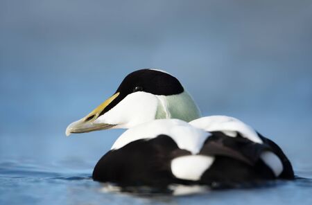 Close-up of a male common eider (Somateria mollissima), Norway.の写真素材