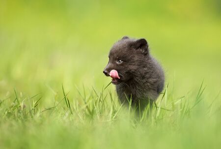 Close up of Arctic Fox (Vulpes lagopus) cub in meadow, Iceland.