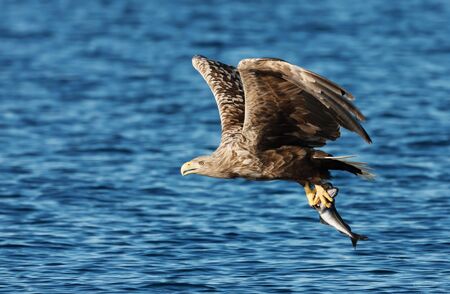 Close up of a White-tailed sea Eagle (Haliaeetus albicilla) in flight with a caught fish in claws.の写真素材