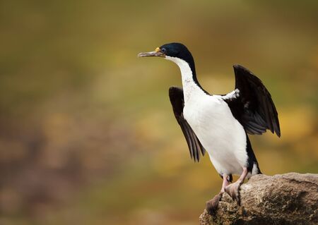 Close-up of an Imperial shag (Leucocarbo atriceps) perched with wings spread, Falkland Islands.の写真素材
