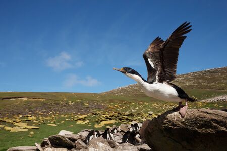 Close-up of an Imperial Shag (Leucocarbo atriceps) taking off, Falkland Islands.の写真素材