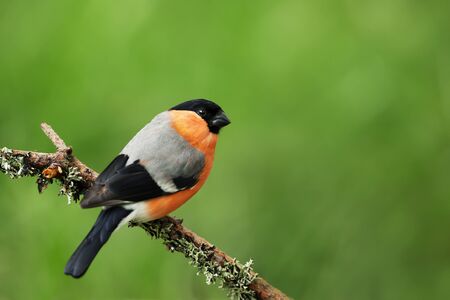Close up of a male Eurasian bullfinch (Pyrrhula pyrrhula) perched on a mossy branch against green background.の写真素材