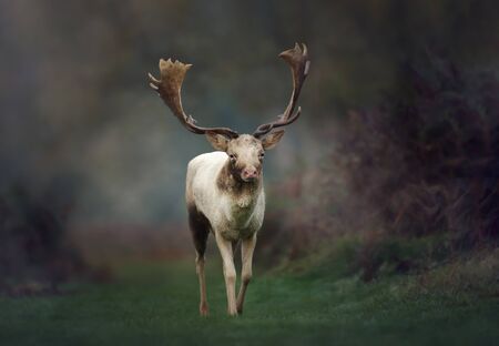 Close up of a Fallow deer (Dama dama) on a misty morning in autumn, UK.