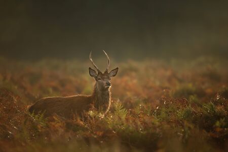 Young red deer (Cervus elaphus) stag during rutting season on a misty morning, UK.の写真素材