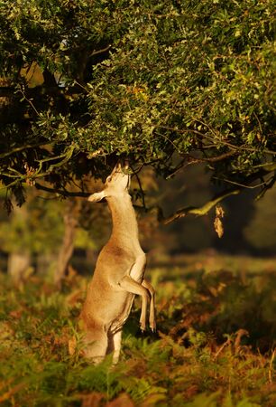 Close up of a red deer hind eating tree leaves, UK.の写真素材
