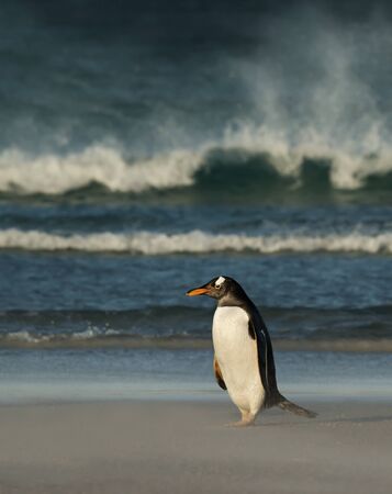 Close up of a Gentoo penguin standing on a sandy beach against big waves, Falkland Islands.の写真素材