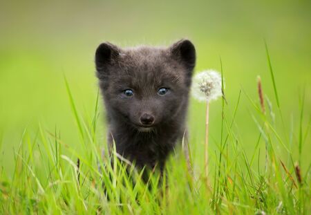 Close up of Arctic Fox (Vulpes lagopus) cub standing near a dandelion, Iceland.
