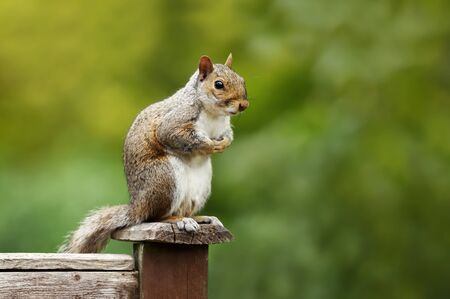 Close up of a Grey squirrel sitting on a fence post, UK.の写真素材