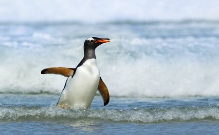Close up of a Gentoo penguin (Pygoscelis papua) coming ashore from stormy waters, Falkland Islands.