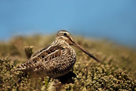 Close up of a south american snipe, Falkland Islands.の写真素材