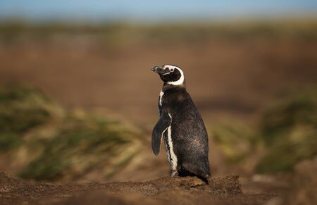 Close up of Magellanic penguin standing in sand, Falkland Islands.の写真素材