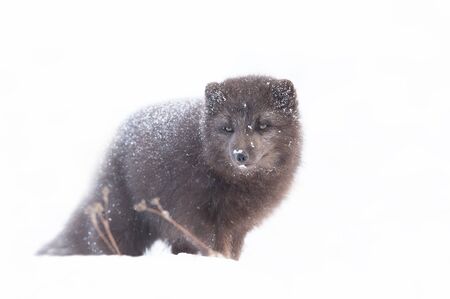 Close up of an Arctic fox in winter, Iceland.の写真素材