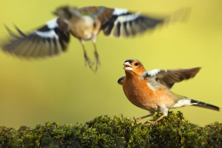 Close up of Common chaffinches with wings spread open fighting for the territory, UK.の写真素材