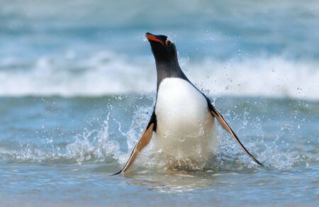 Close up of a Gentoo penguin coming ashore from stormy waters, Falkland Islands.の写真素材