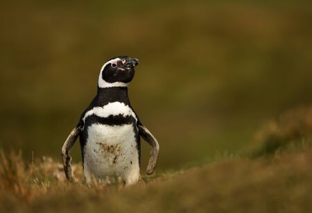 Close up of a Magellanic penguin in grass on a sunny afternoon, Falkland Islands.の写真素材