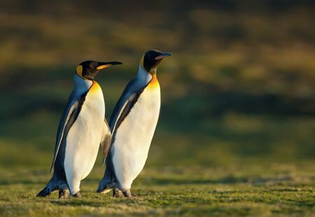 Close up of two King penguins (Aptenodytes patagonicus) walking on grass, Falkland Islands.の写真素材