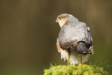 Close up of Eurasian Sparrowhawk (Accipiter nisus) perching on a wooden mossy post, Scotland, UK.の写真素材
