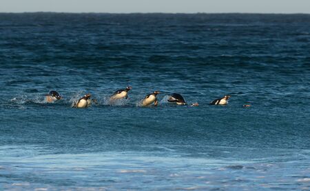 Gentoo penguins (Pygoscelis papua) diving in water, Falkland Islands.の写真素材
