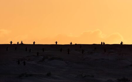 Gentoo penguins heading to the ocean at sunrise, Falkland Islands.の写真素材
