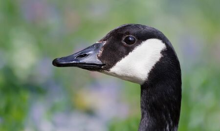 Portrait of Canada goose (Branta canadensis), UK.の写真素材