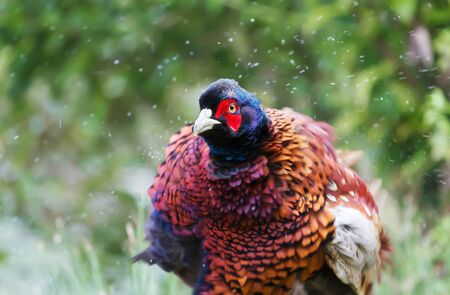 Close up of a male Common Pheasant (Phasianus colchicus) shaking water in the meadow, UK.の写真素材