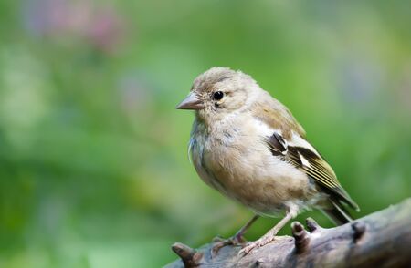 Close up of a juvenile Common Chaffinch (Fringilla coelebs) perched on a tree branch, UK.の写真素材