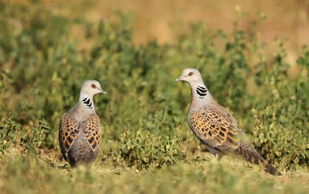 Close up of two European turtle doves (Streptopelia turtur) in grass, Bulgaria.の写真素材