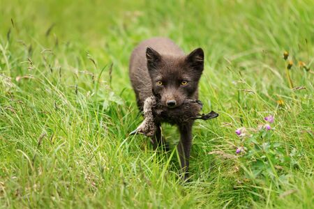 Close-up of a female Arctic fox (Vulpes lagopus) carrying a dead bird for cubs, Iceland.の写真素材