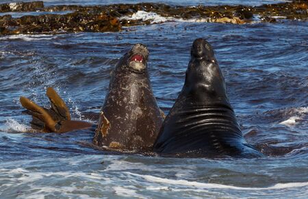 Close-up of Southern elephant seals fighting in the Atlantic ocean, Falkland Islands.の写真素材