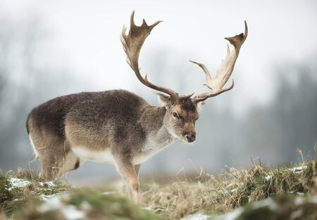 Close up of a Fallow deer (Dama dama) in winter, UK.の写真素材